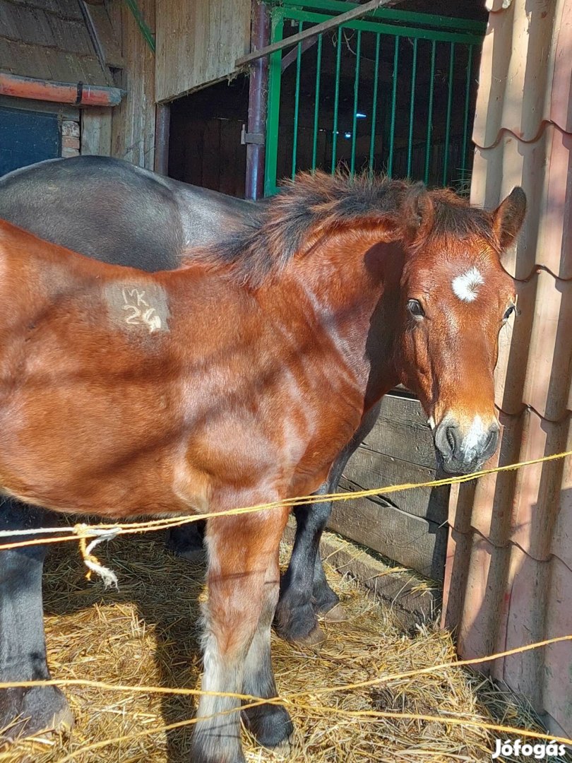 Muraközi csődör csikó eladó 