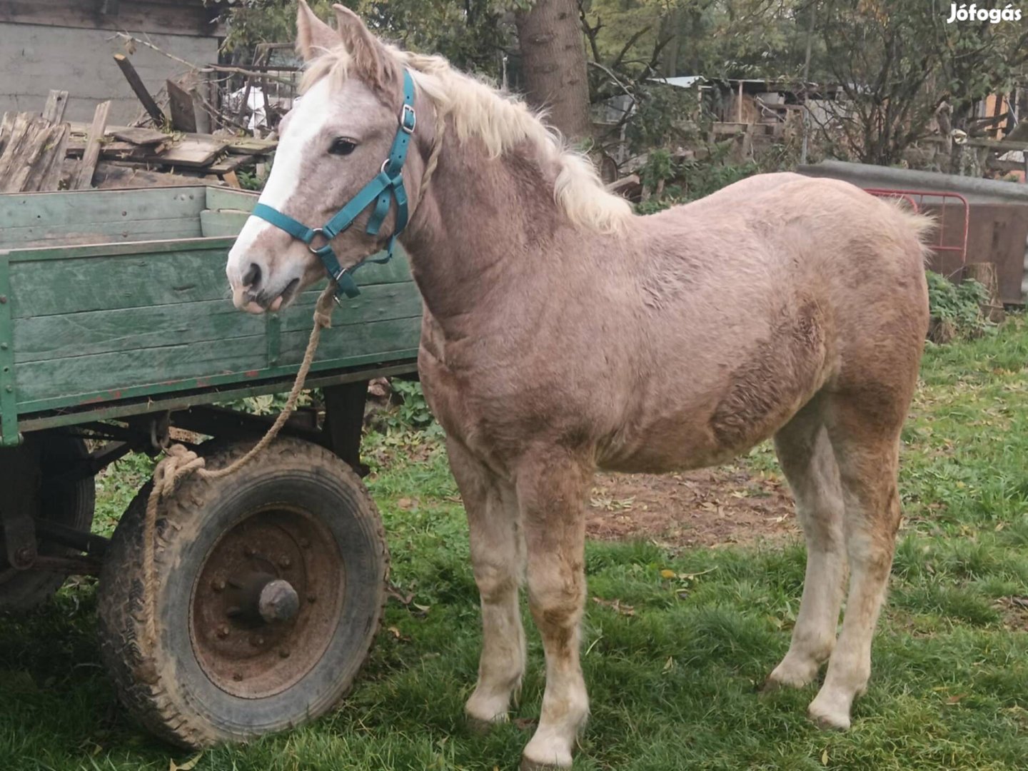 Muraközi kancacsikó eladó.