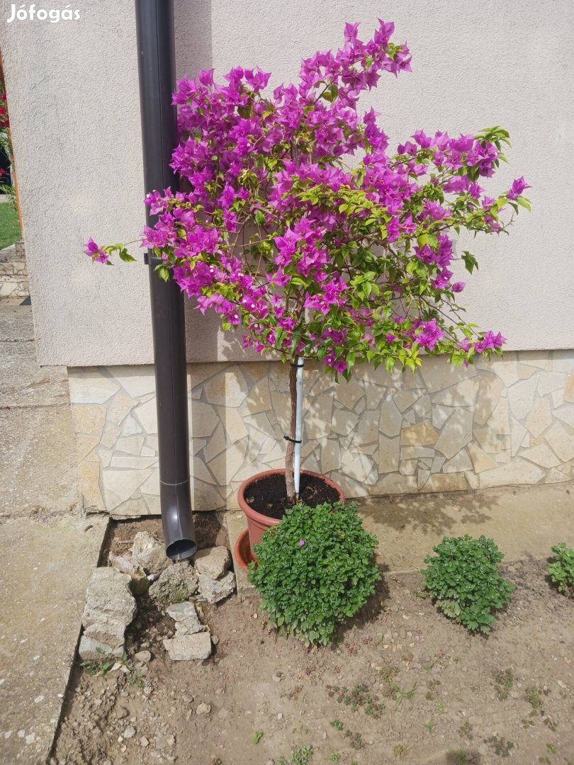 Murvafürt fa 150cm (Bougainvillea)