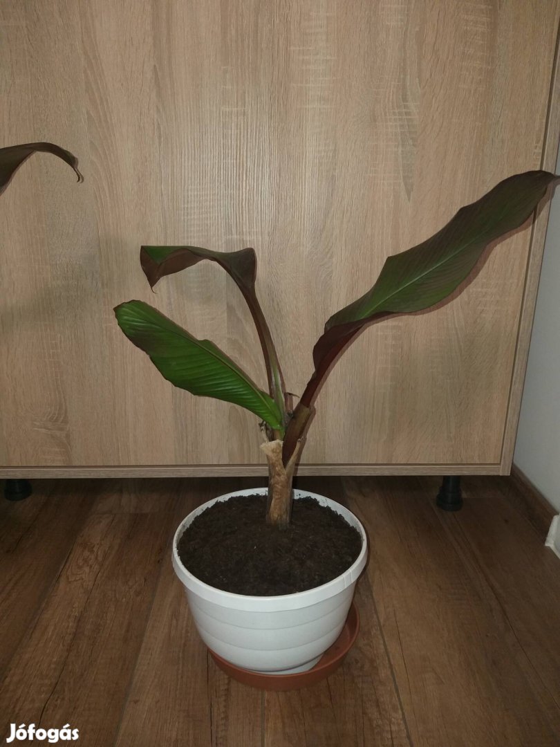 Musa ensete maurelli banán