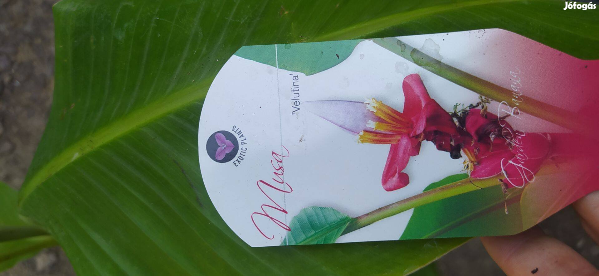 Musa velutina pink ehető törpe termő banán