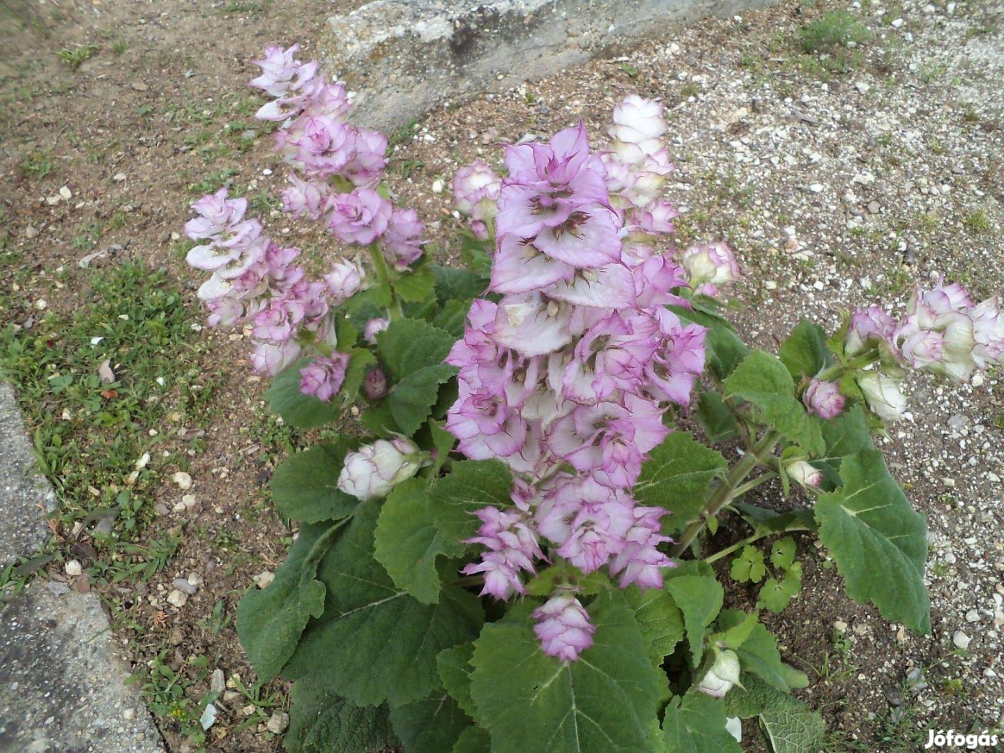 Muskotályos zsálya Salvia scharea palánták