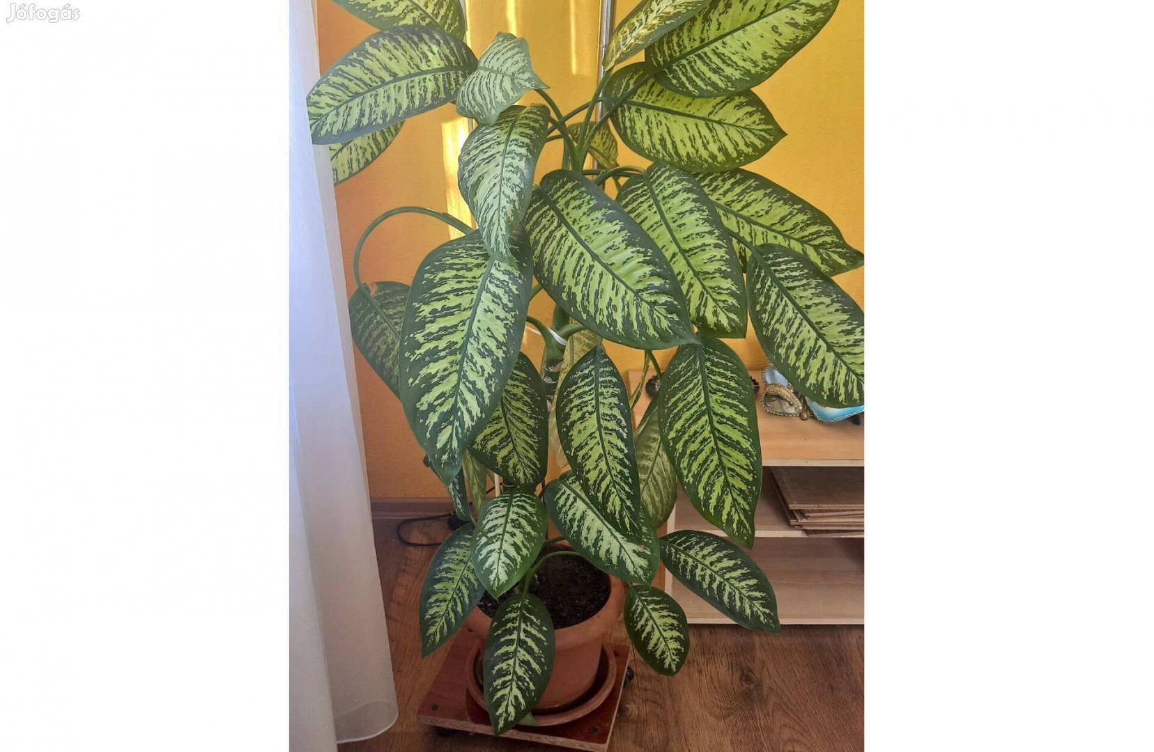 Nagy Búzogányvirág Dieffenbachia szobanövny 130cm