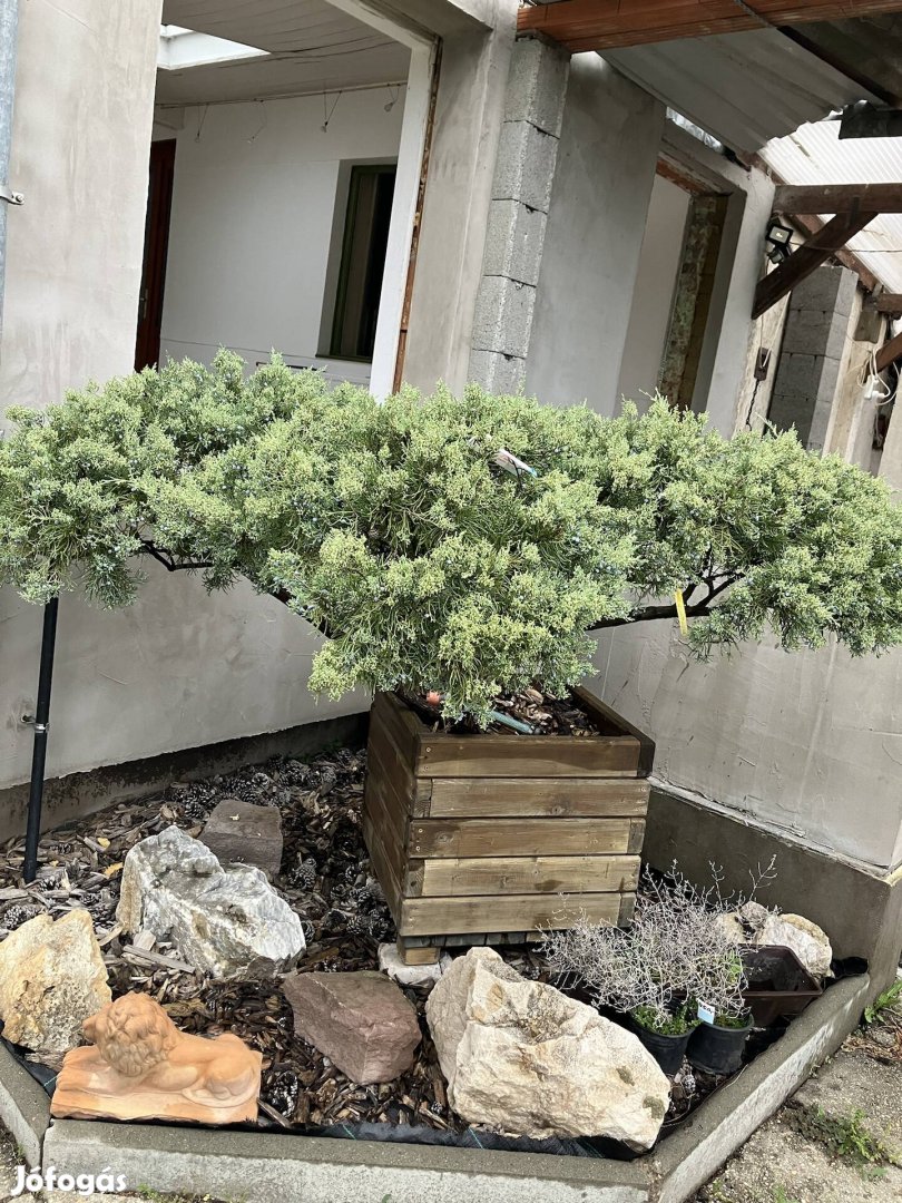 Nagy Juniperus Bonsai jellegű faládában