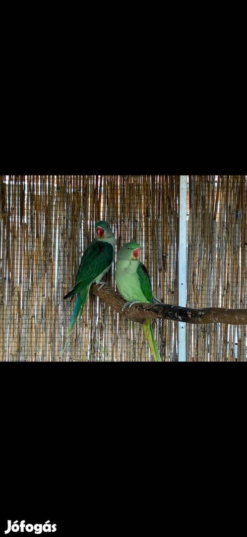 Nagy Sándor papagáj pár