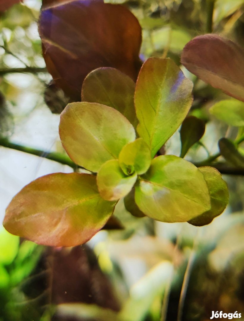 Nagy adag Ludwigia glandulosa akváriumi növény, vízinövény