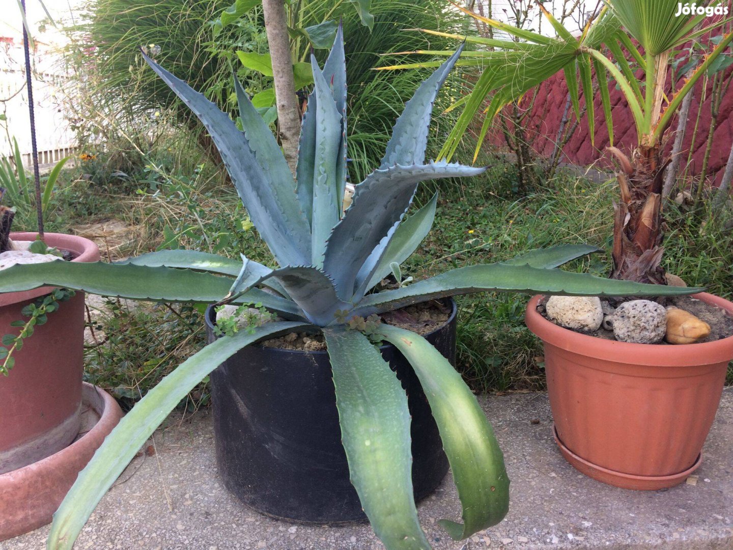 Nagy agave kaktusz