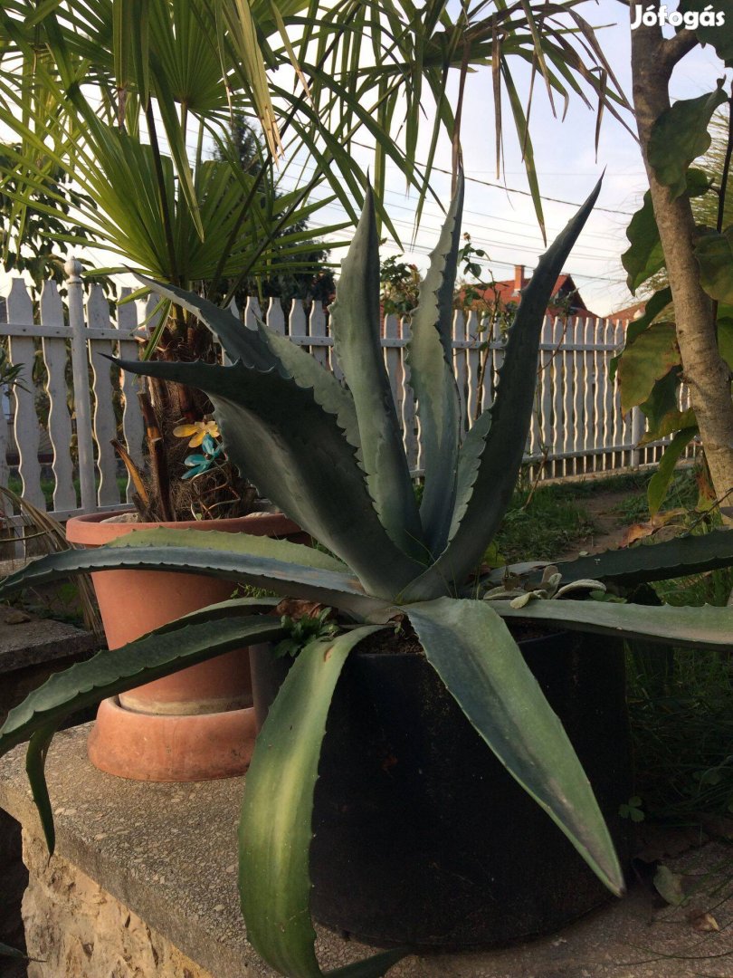 Nagy agave kaktusz