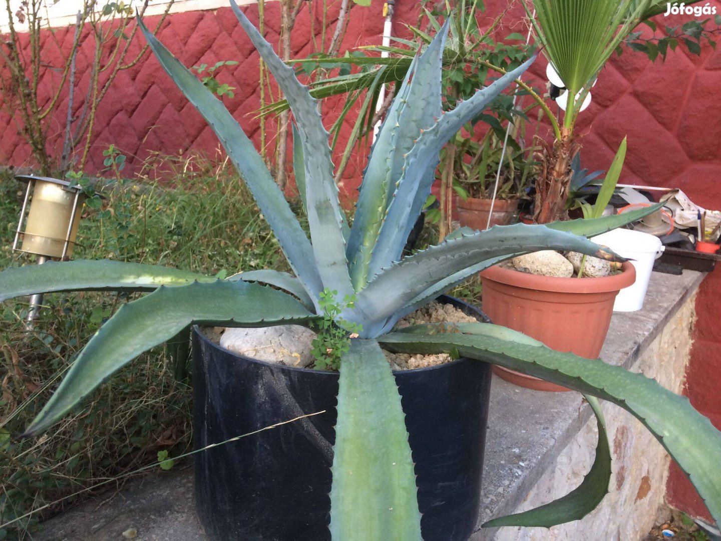 Nagy agave kaktusz XL