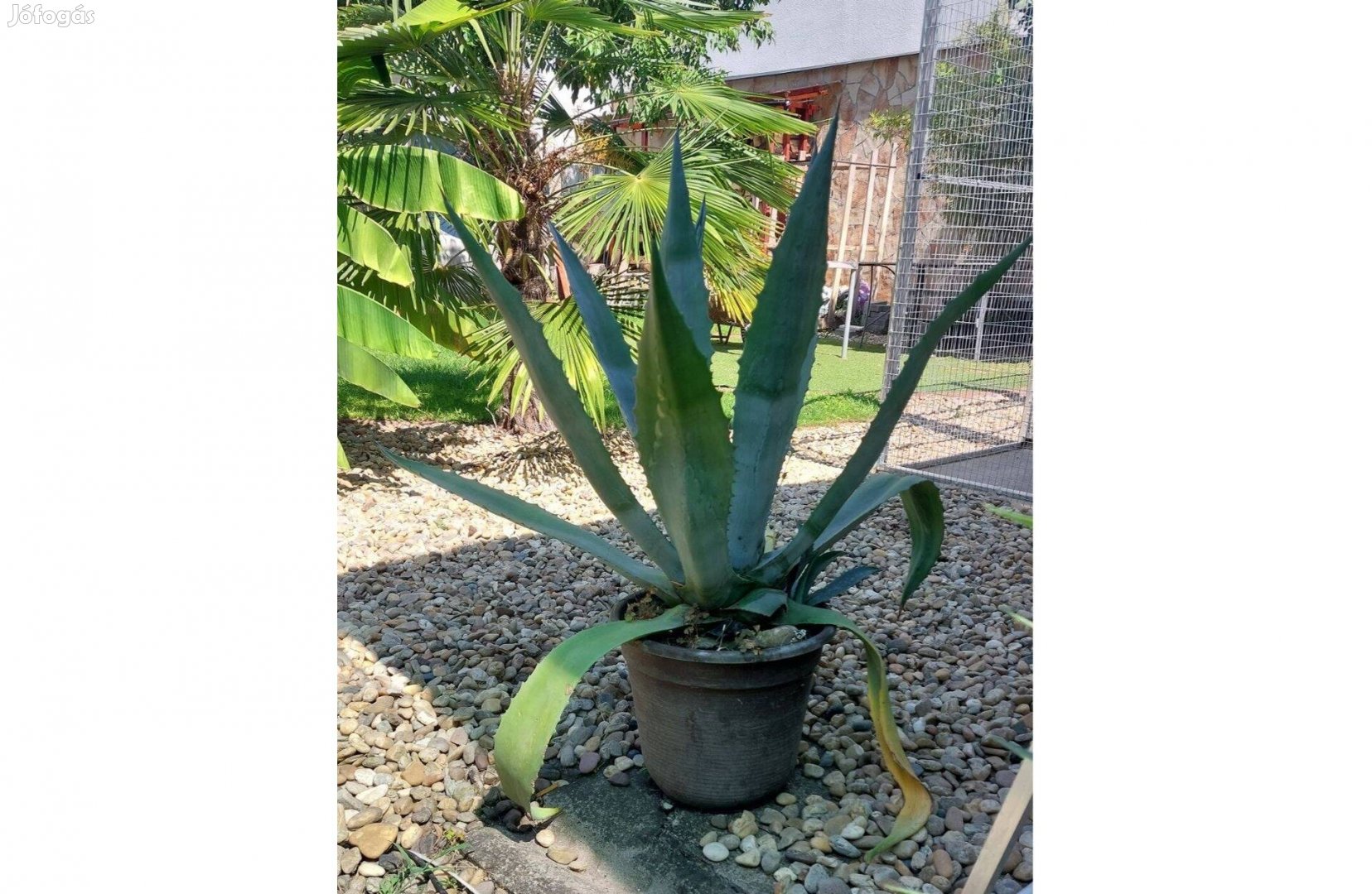 Nagy aloe vera eladó