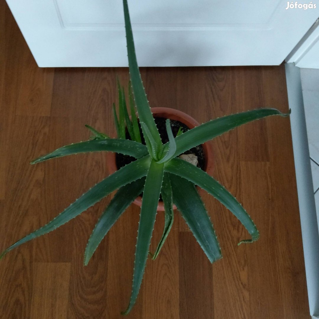 Nagy aloevera 3kisebb tővel