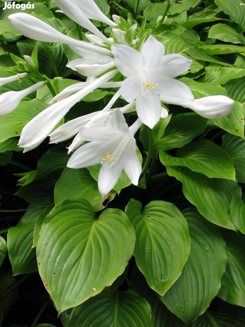 Nagy árnyliliom Hosta plantagines