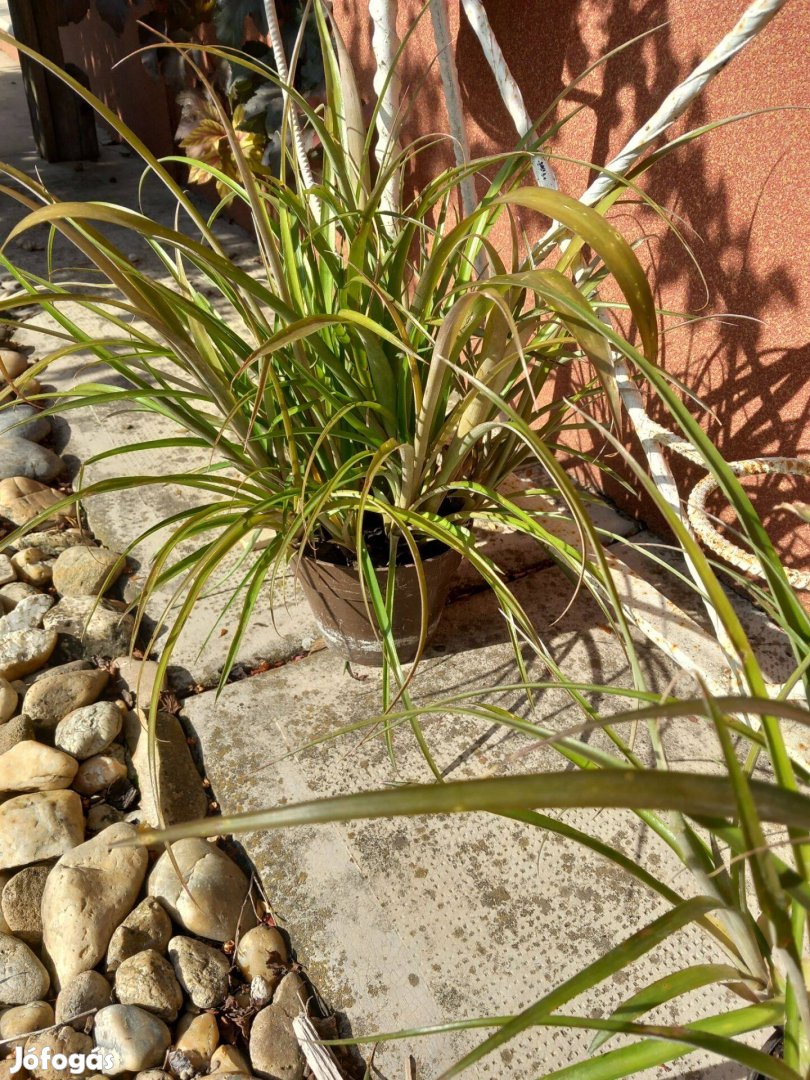 Nagy bromelia bilbergia