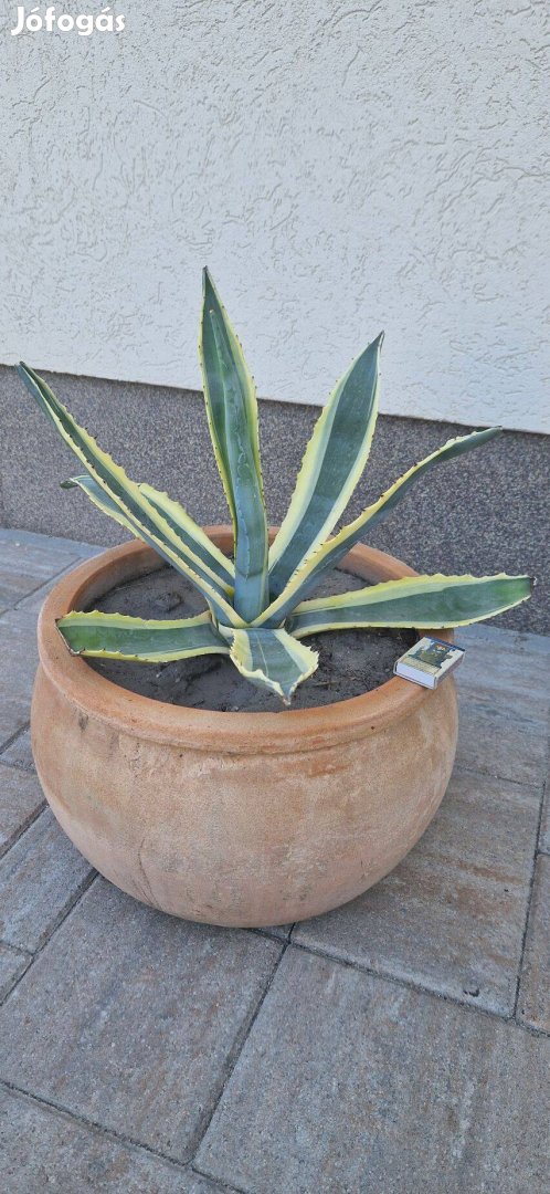 Nagy csíkos agave eladó