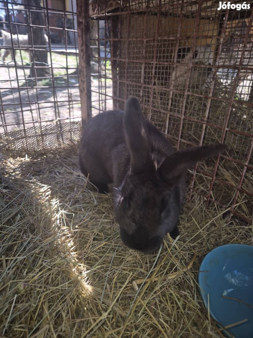 Nagy fajta házi bak nyúl eladó!