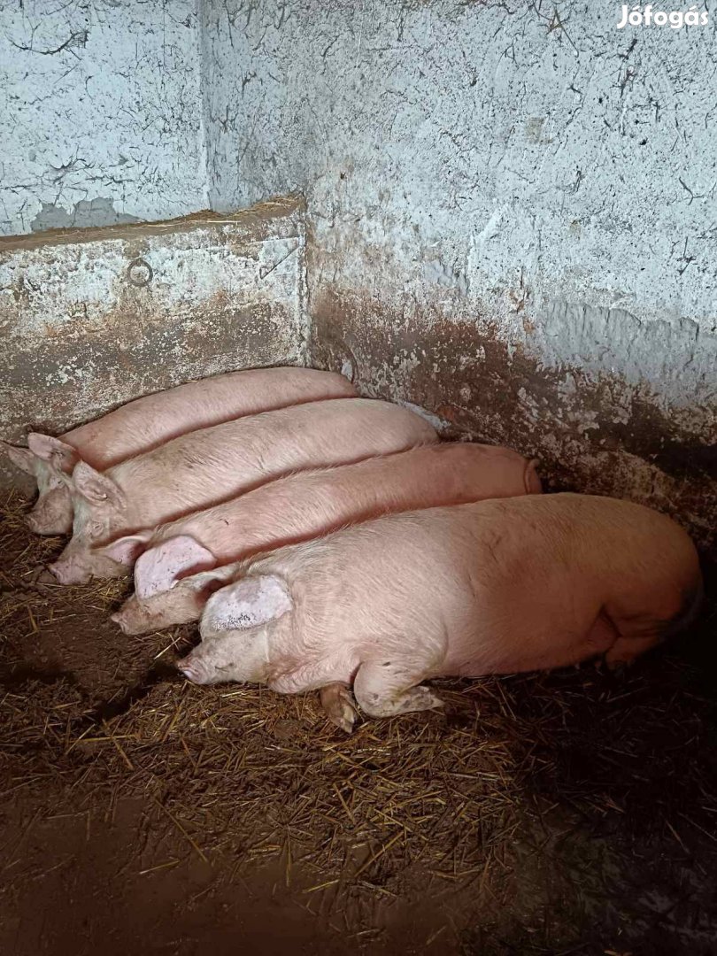 Nagy fehér, magyar lapály keverék és duroc sertés 750 ft/kg