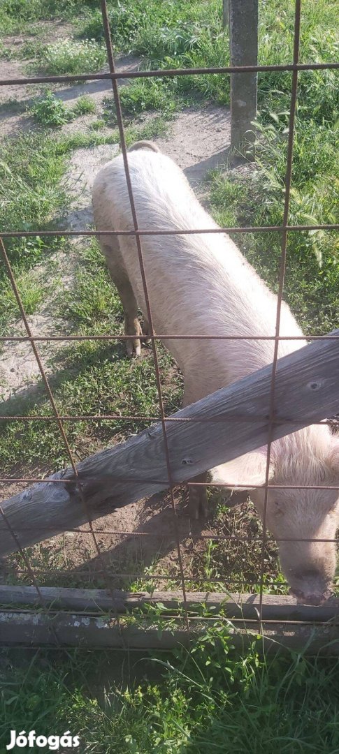 Nagy fehér és duroc keverék