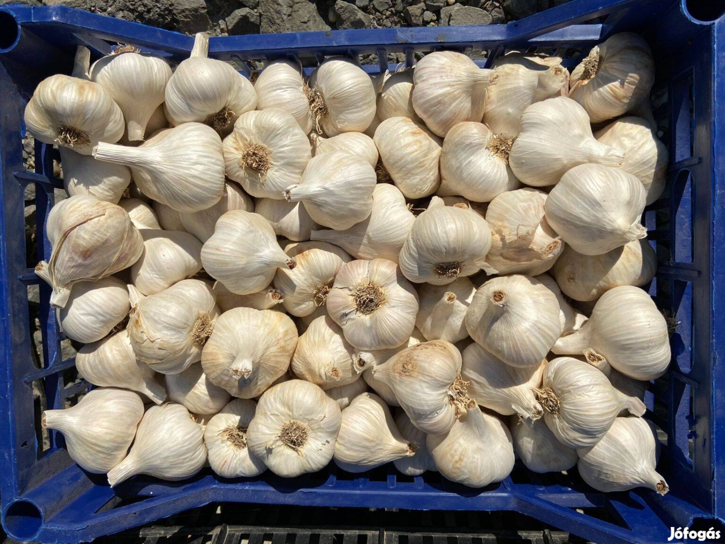 Nagy gerezdű, ízletes, magyar fajta őszi fokhagyma