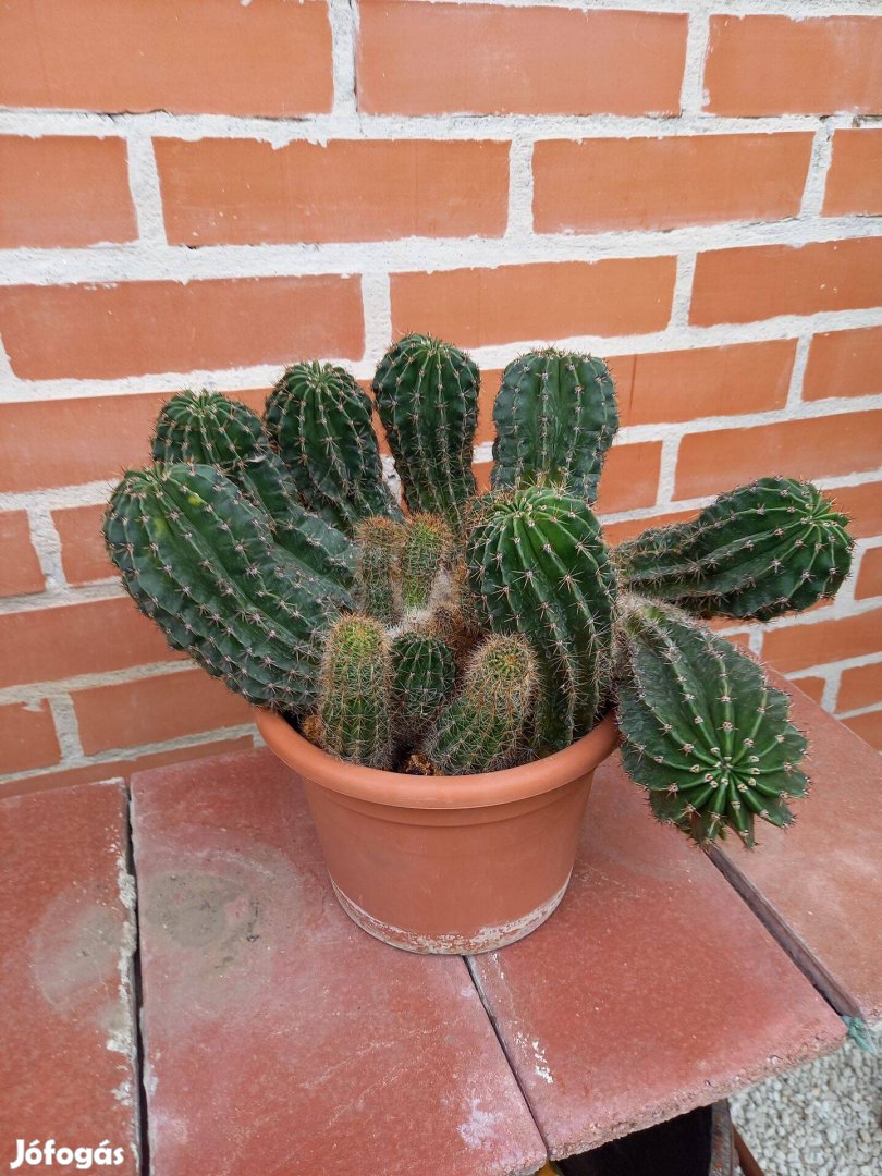 Nagy gömb kaktusz eladó!