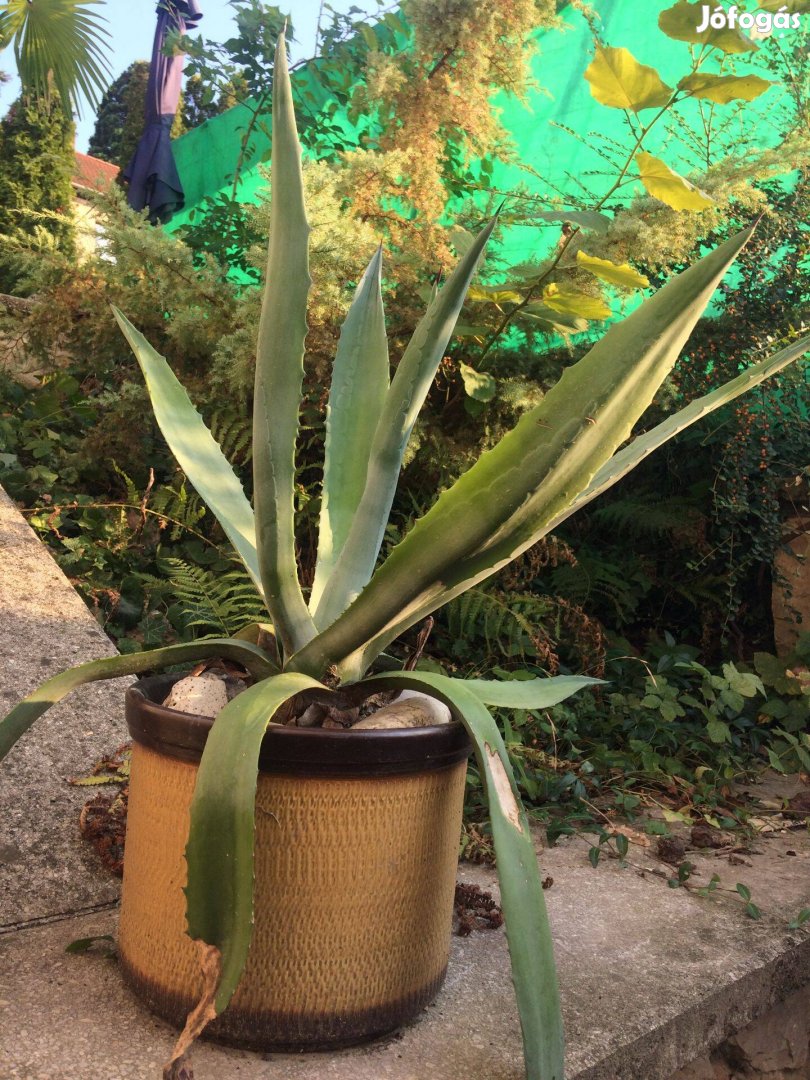 Nagy kaktusz agave