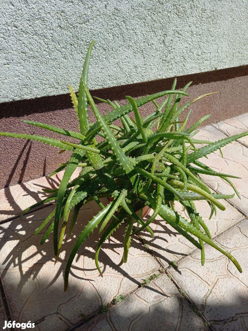 Nagy méretű Aloe vera eladó!