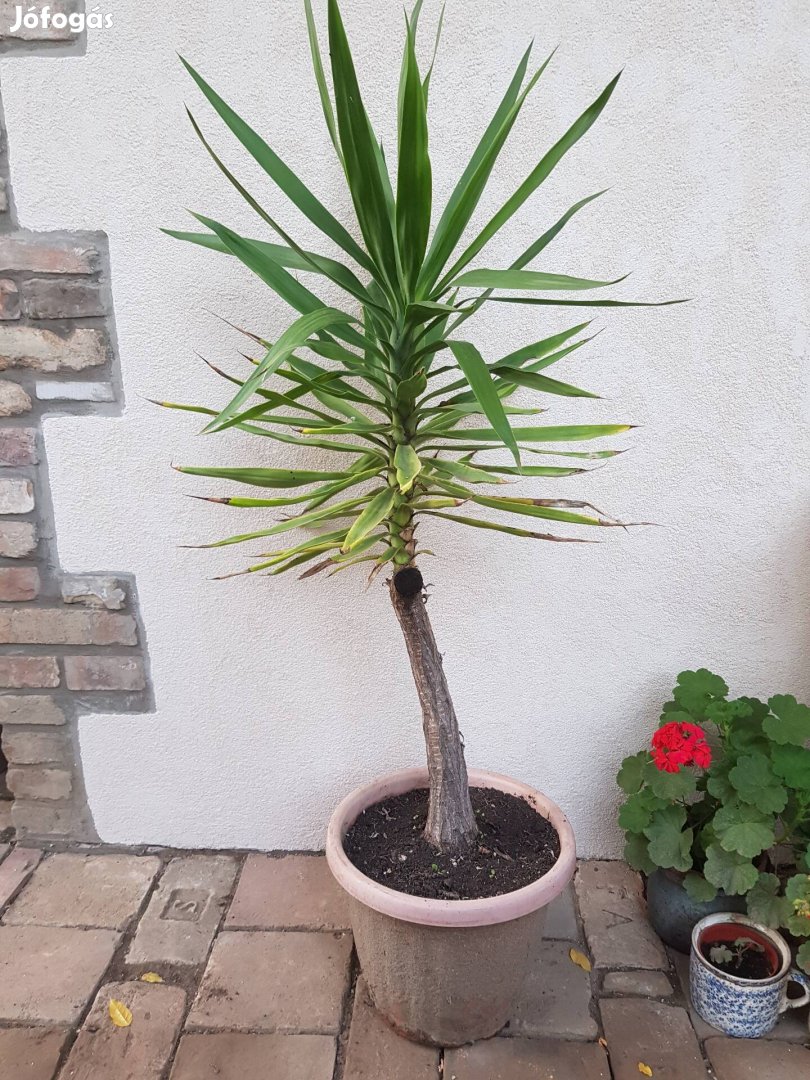 Nagy méretű Yucca 