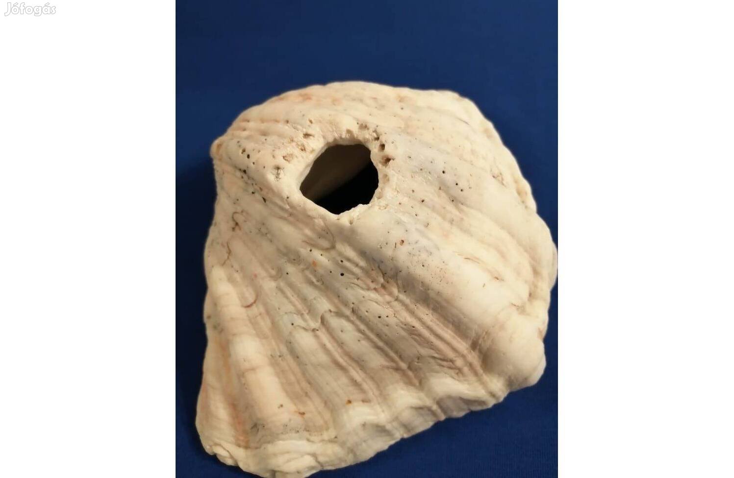 Nagy méretű kagyló akvárium dísznek eladó!