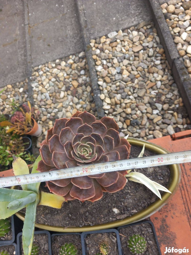 Nagy méretű pozsga rózsa és két különböző agave tálba