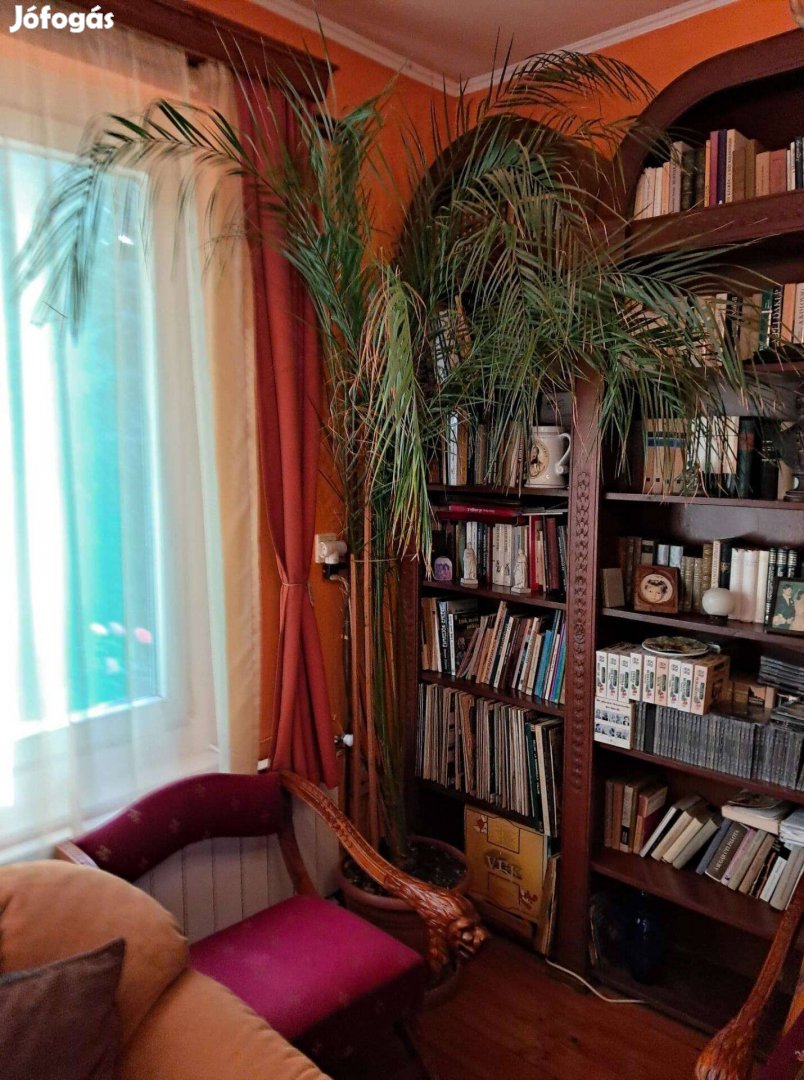 Nagy méretű szobanövények/pálmafélék