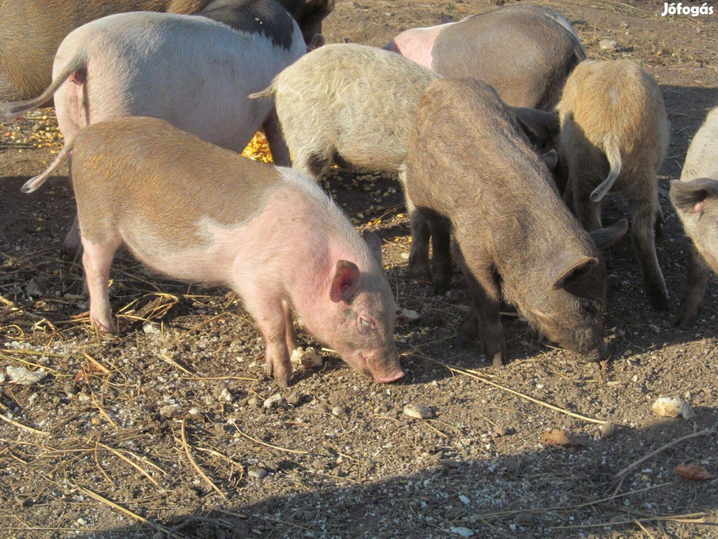 Nagy növésű vietnámi malac süldő ea. szállításban segítek. Siófok