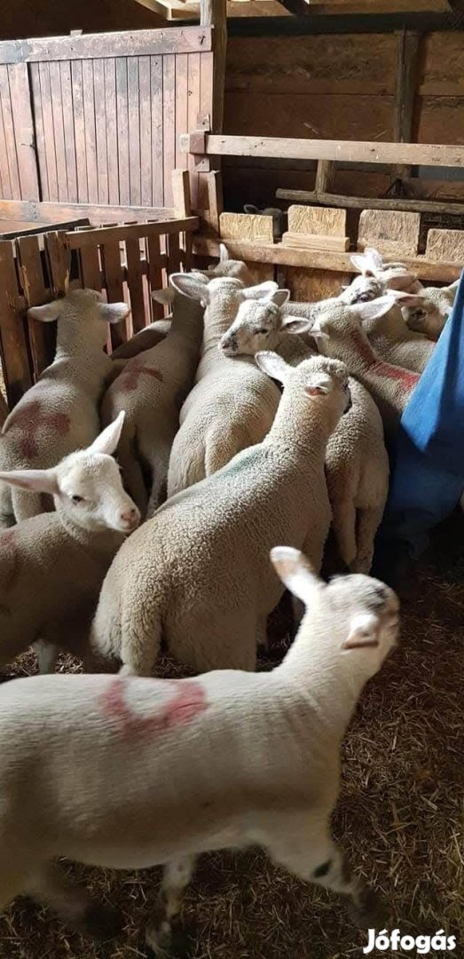 Nagy súlyú bárányokat tokjuh kosokat vennék 