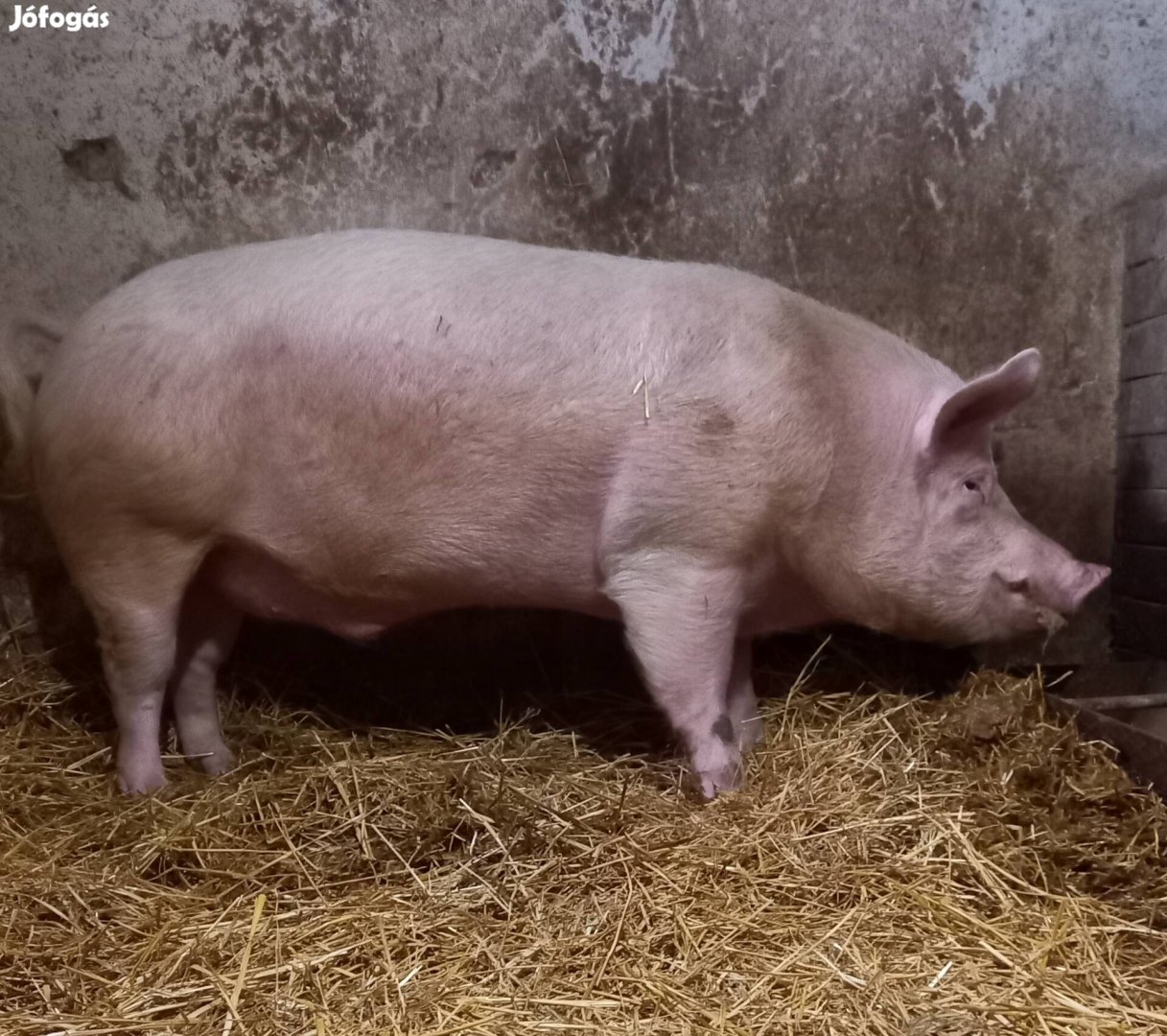 Nagy súlyú kan disznó eladó