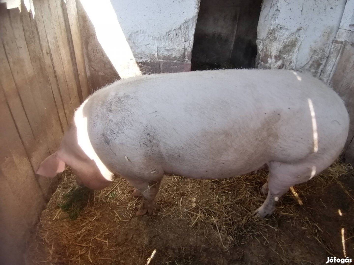 Nagy súlyú koca, csere is érdekel!