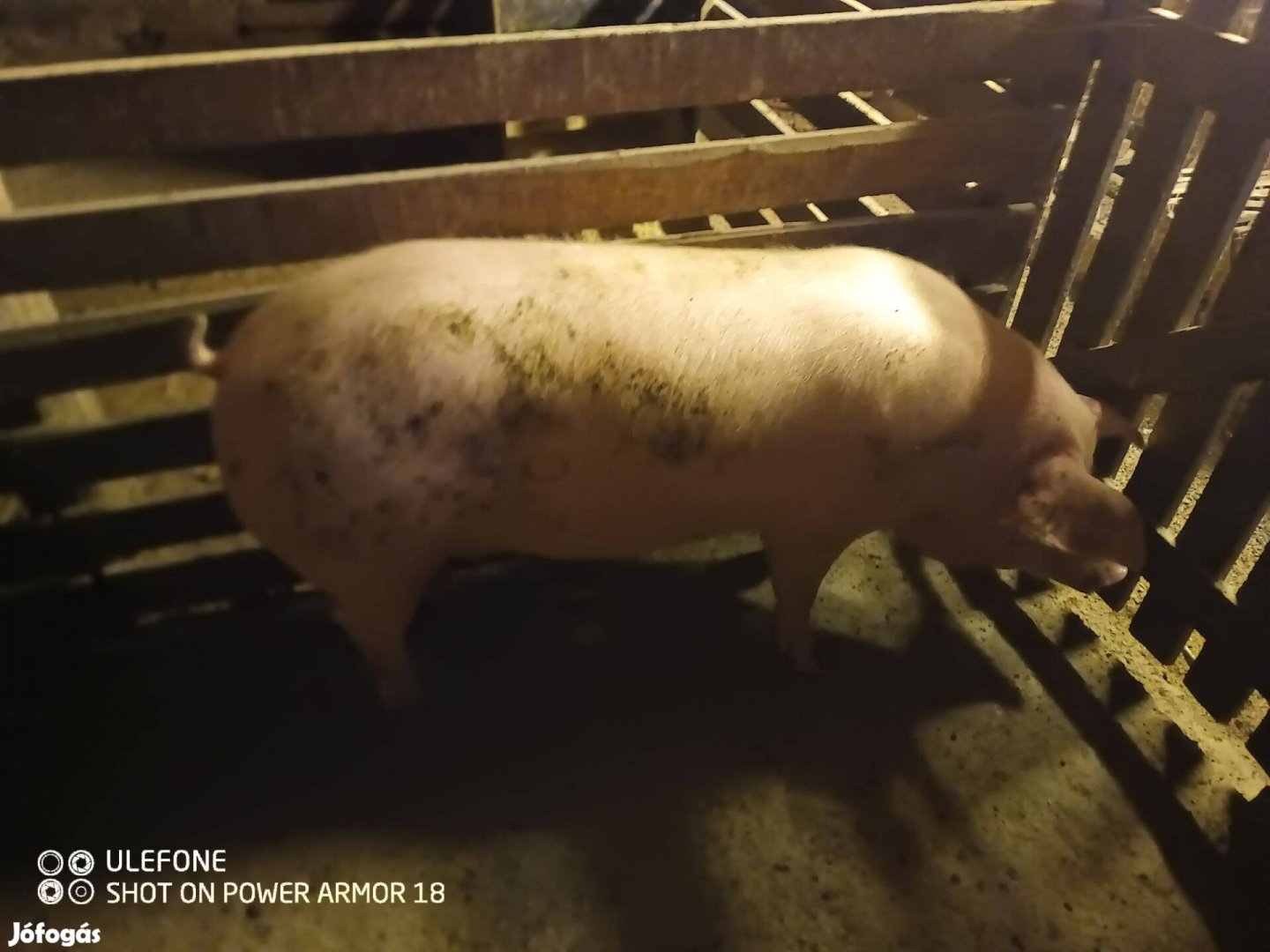 Nagy súlyú sertések eladók!