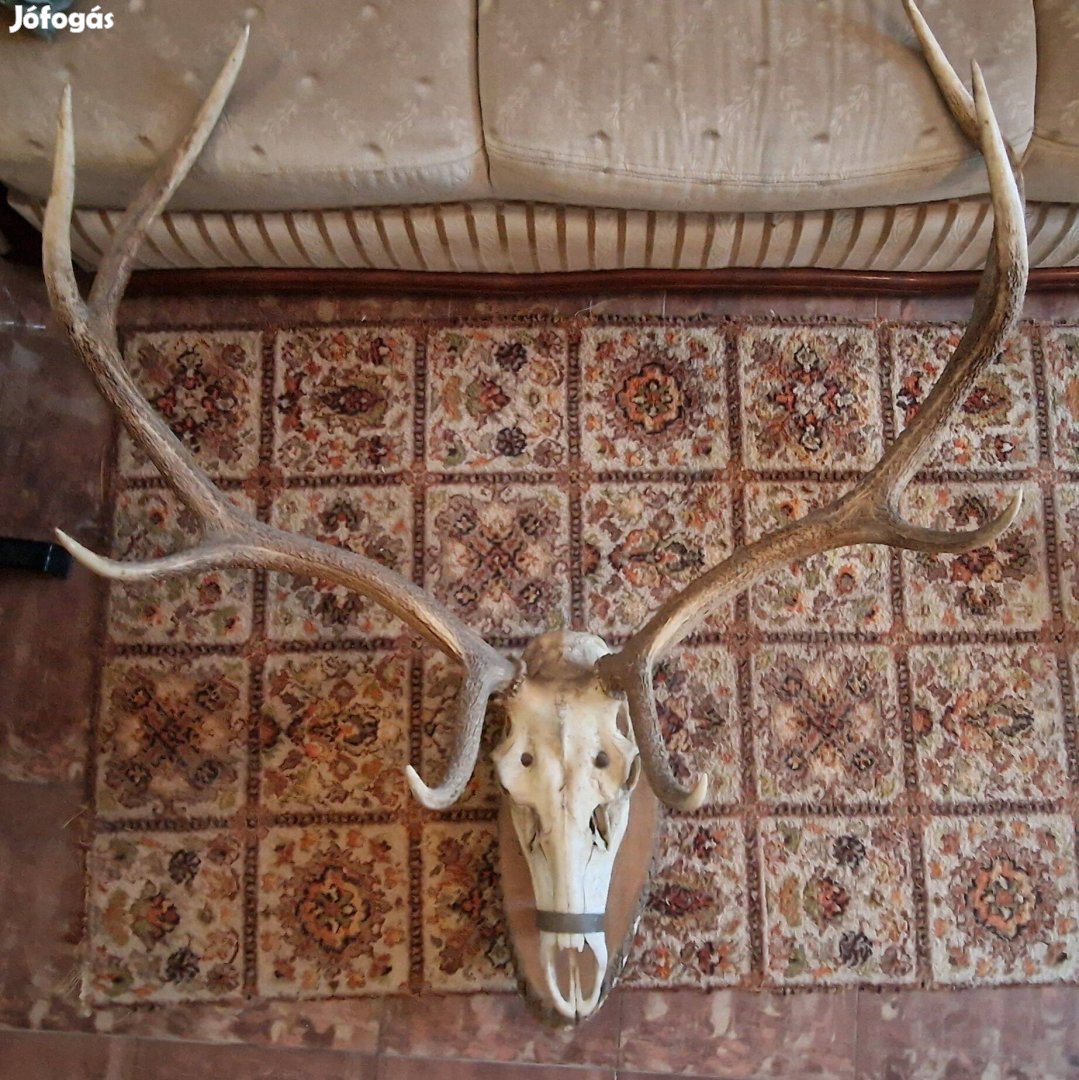 Nagy szarvasagancs trófea koponyával és plakettel