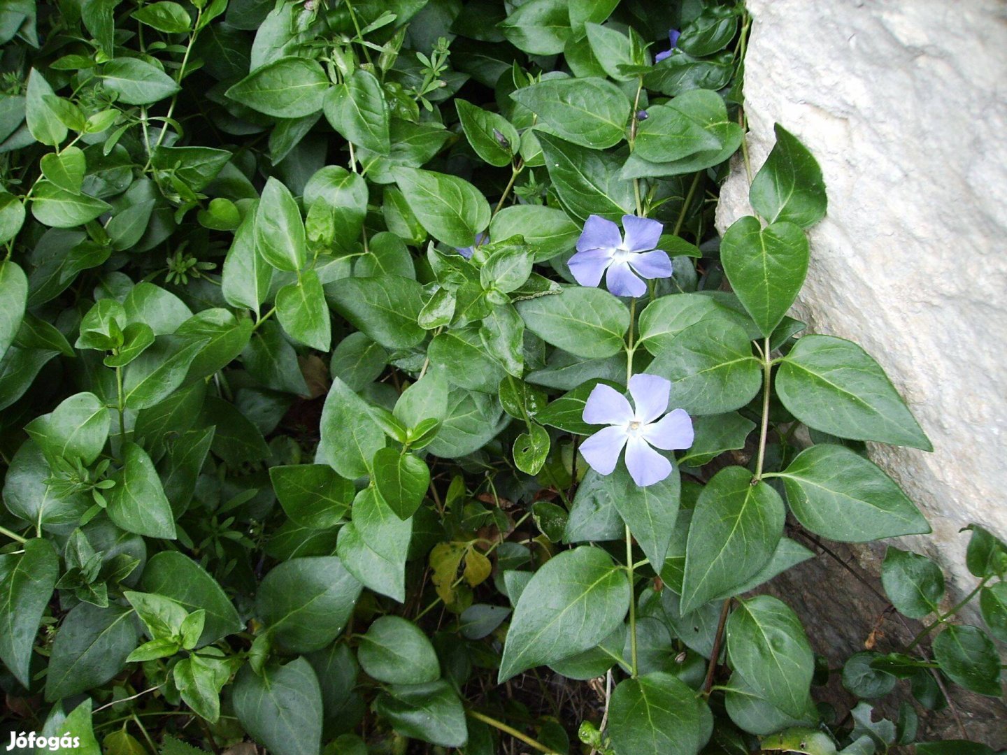 Nagy télizöld meténg (Vinca major) konténeres növények, örökzöld