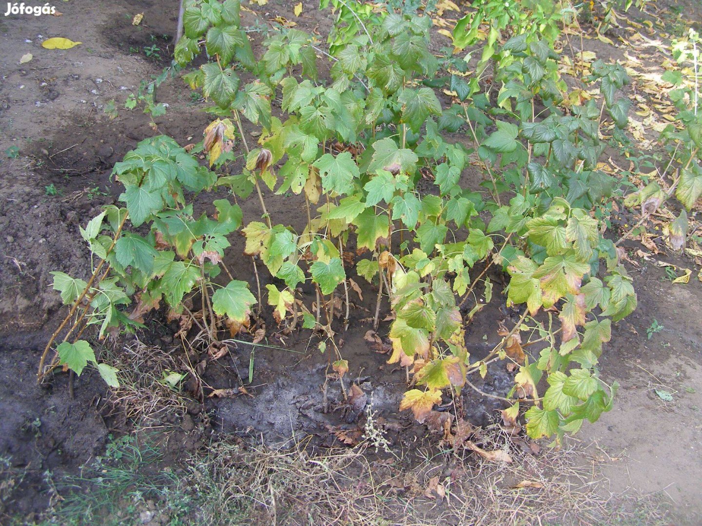 Nagyfürtű pirosribizli egy éves gyökeres vessző