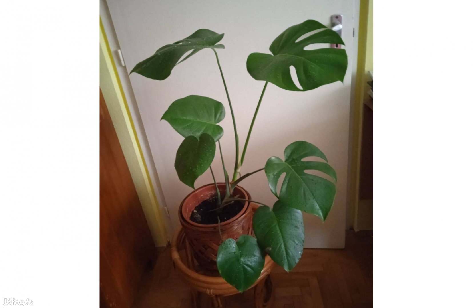 Nagyméretű Monstera, könnyezőpálma, 80 cm magas