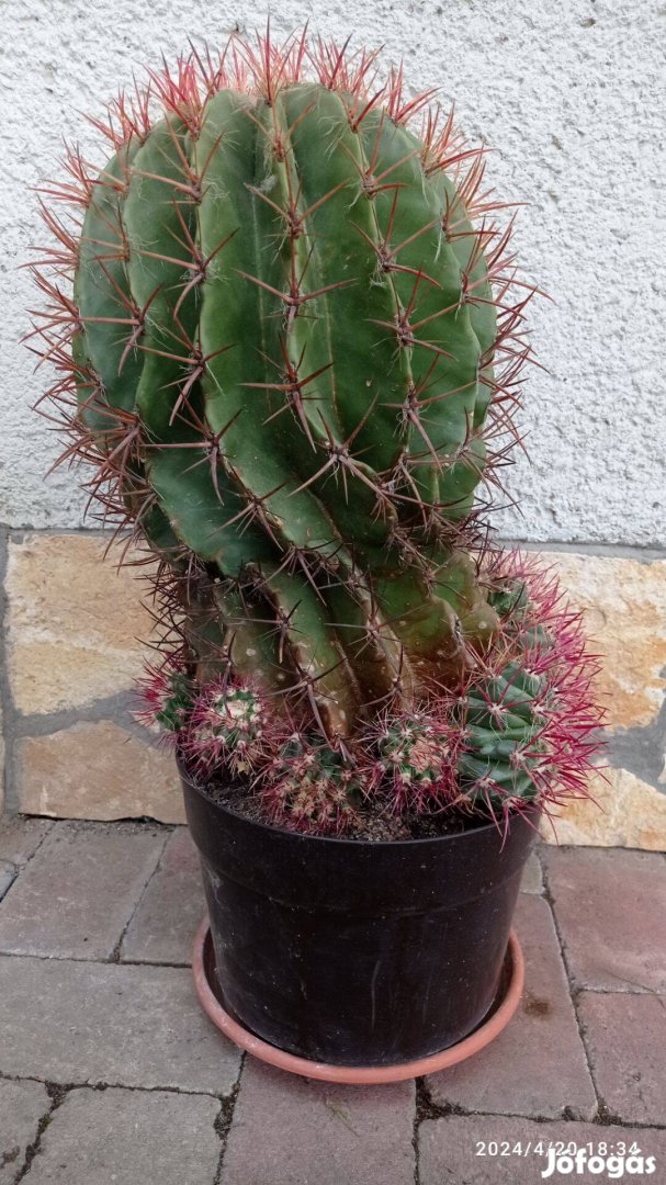 Nagyméretű kaktusz eladó