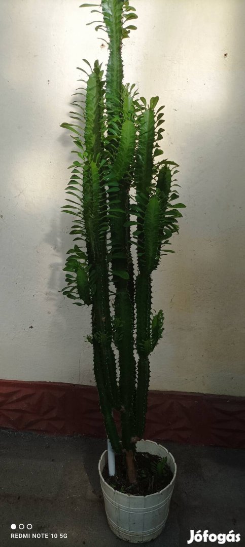 Nagyméretű kaktusz ill alovera eladó!
