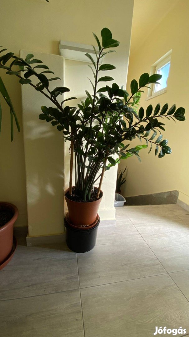 Nagyméretű szobanövény