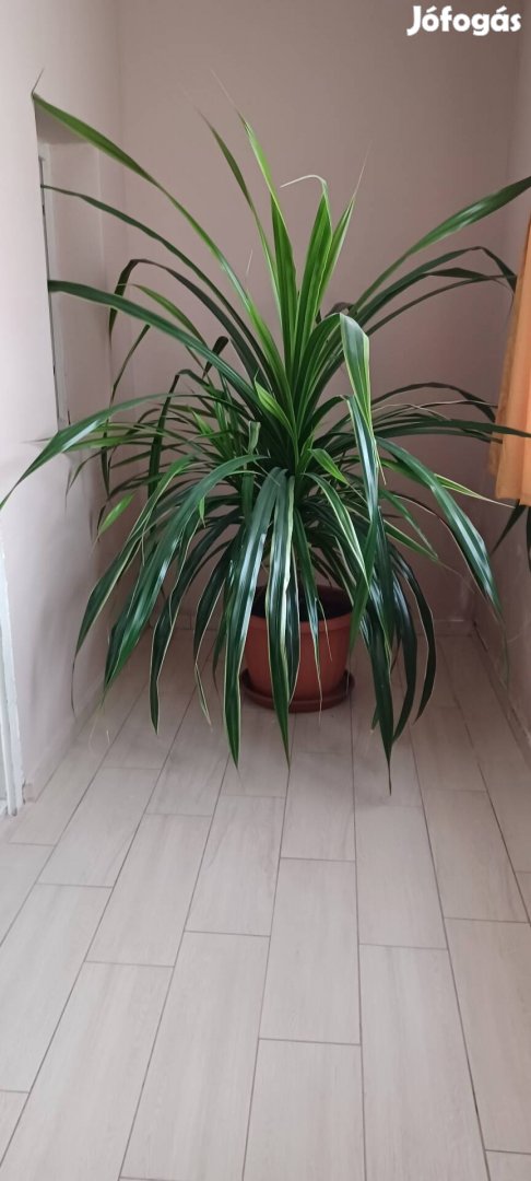 Nagyméretű szobanövény 