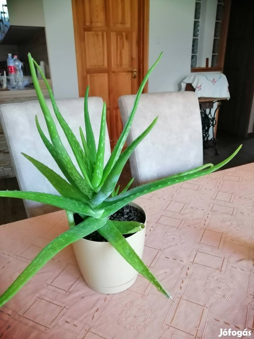 Nagyobb méretű orvosi aloe (Aloe Vera), 4 kisebb hajtással 