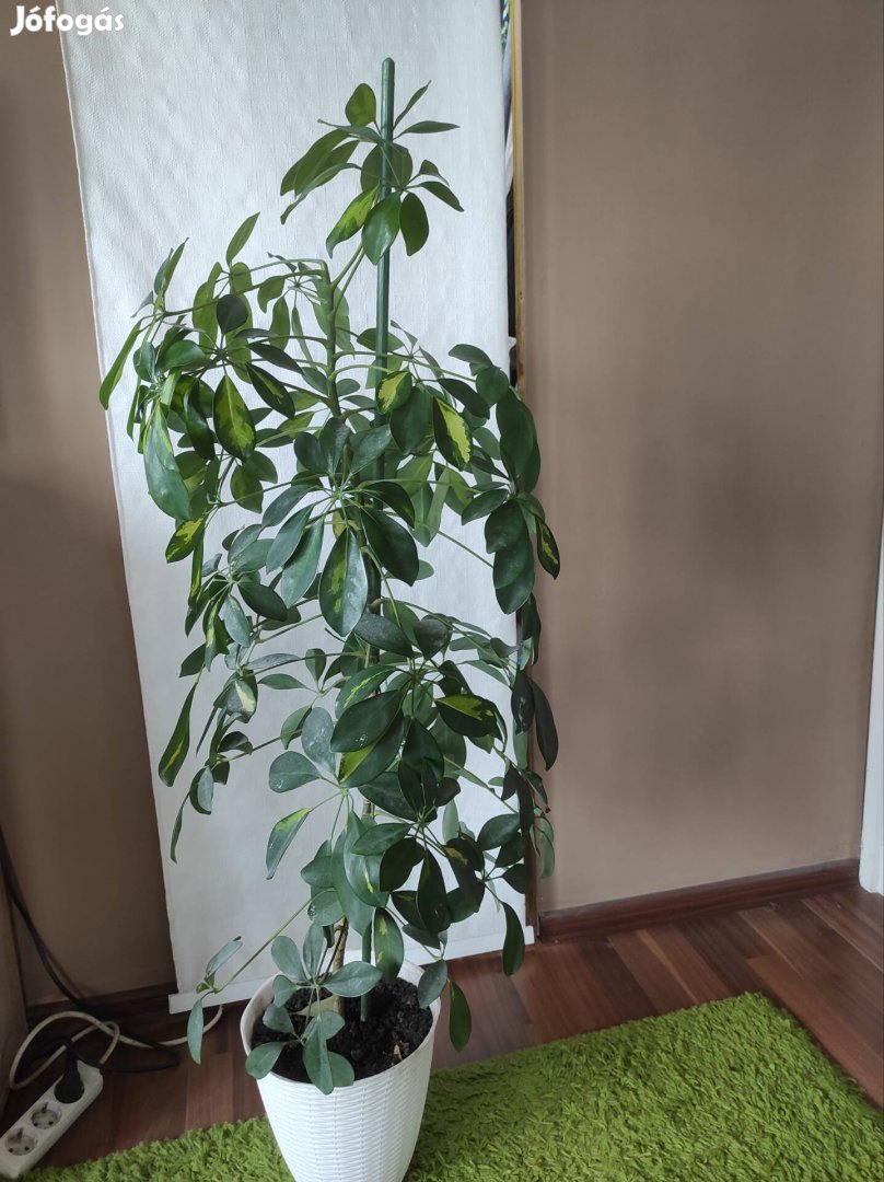 Nagyobb méretű szobanövény: sugáralália