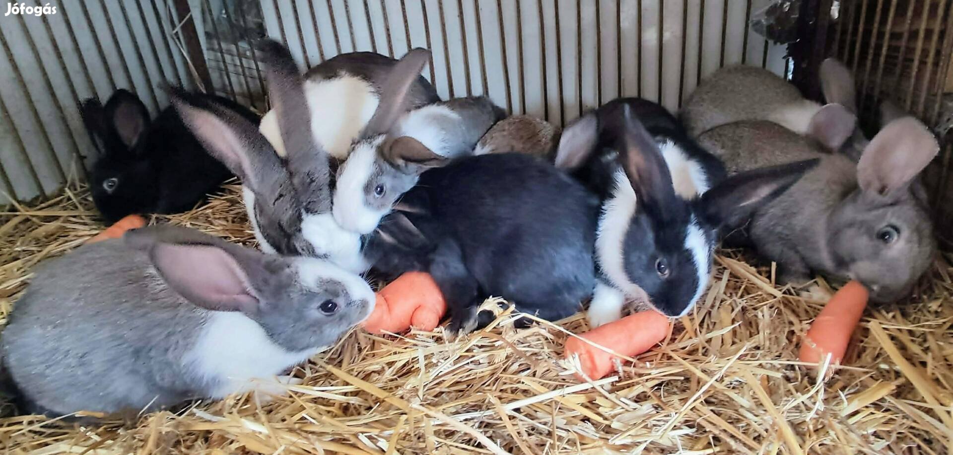 Nagyobb testű házi mix illetve kaliforniai nyulak