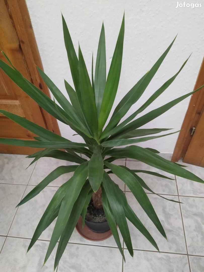 Nagyon szép, egészséges yukka pálma eladó!
