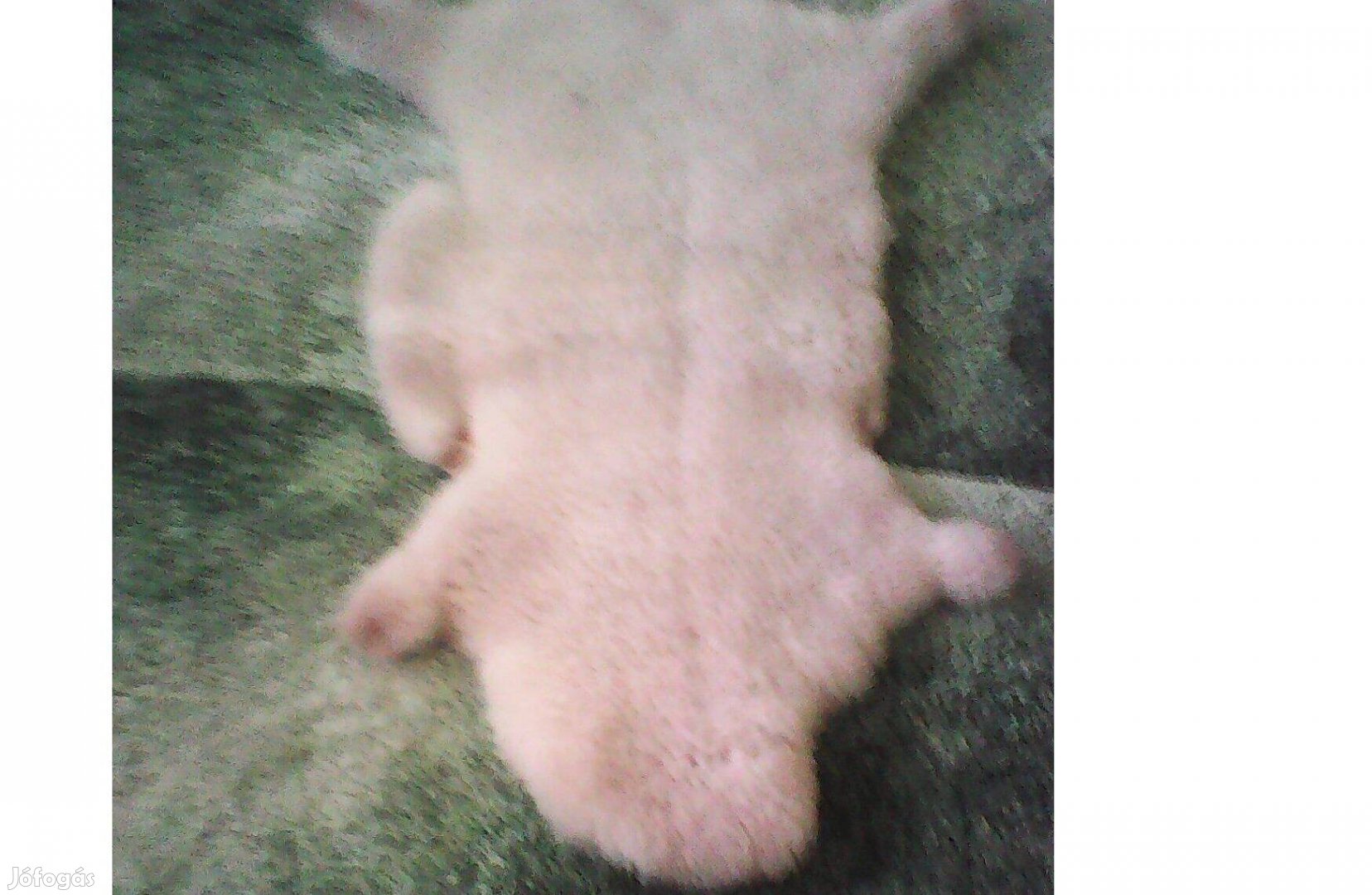 Nagyon szép báránybőr Árcsökkenés!