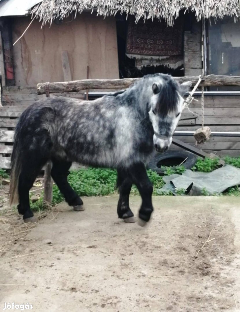 Nagyon szép deres póni