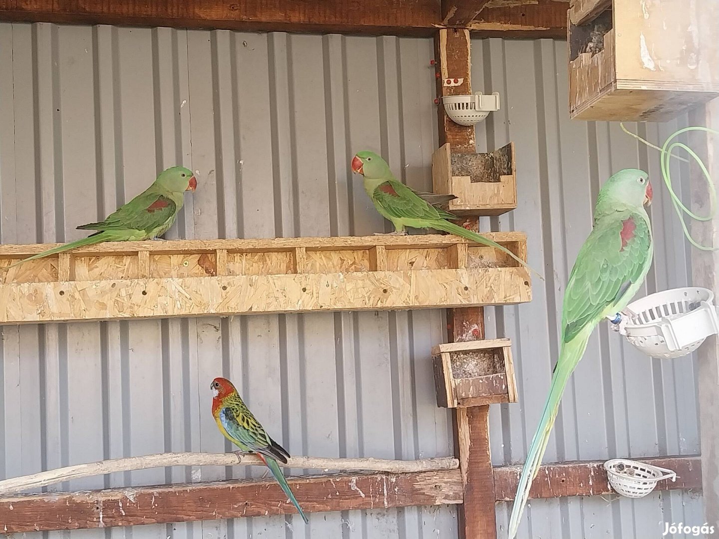 Nagysándor ivarvizsgált zártgyűrűs papagájok 