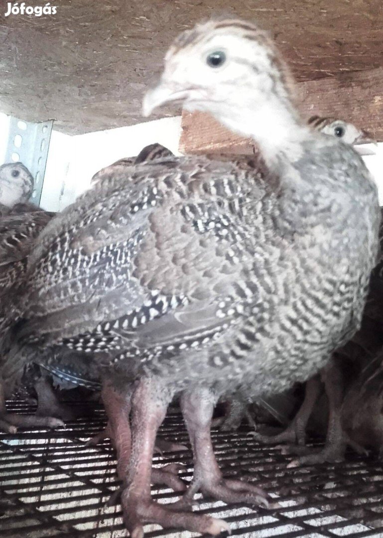 Nagytestű Francia gigant gyöngyös gyöngytyúk